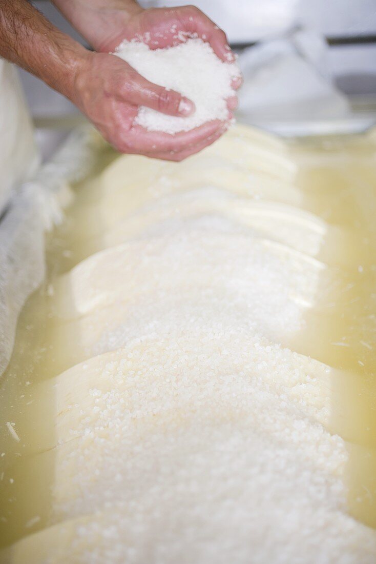 Hände schütten Salz auf Käselaibe im Salzbad