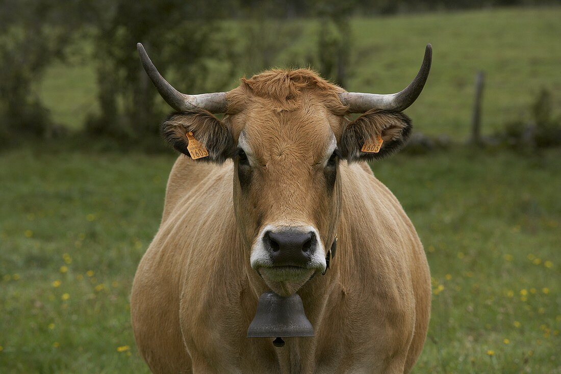 Aubrac cow in pasture (France)
