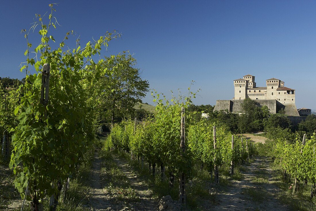 Weinstöcke vor dem Castello di Torrechiara, Italien