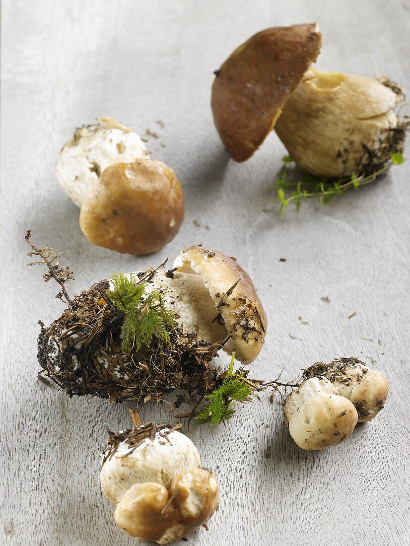 Fresh ceps with moss and soil