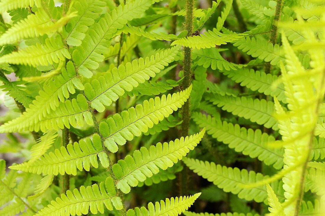 Ferns in the open air (close-up)