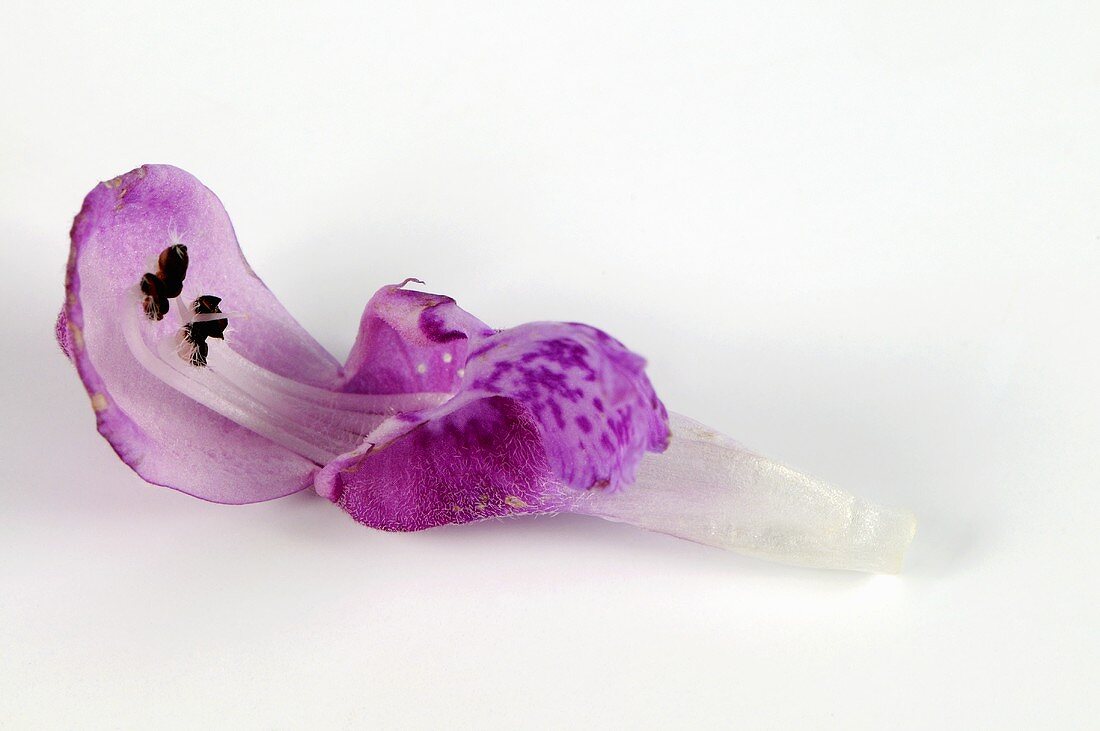 Blüte einer Purpurroten Taubnessel