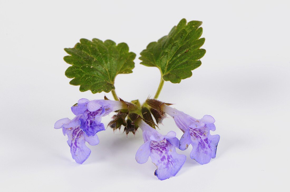 Ground ivy with flowers