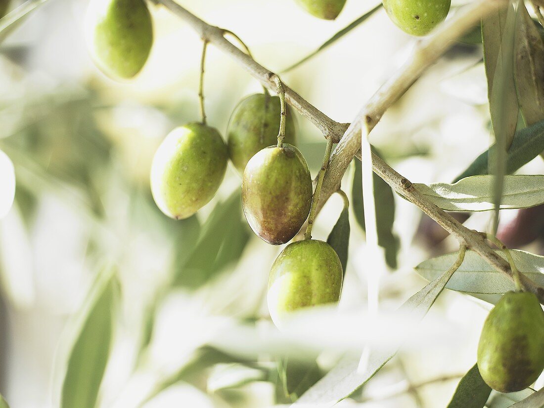 Green olives on the branch