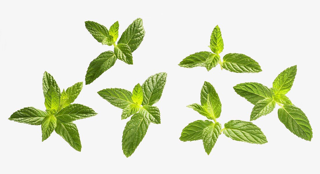 Fresh mint leaves