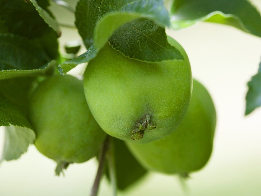 Grüne Äpfel am Zweig