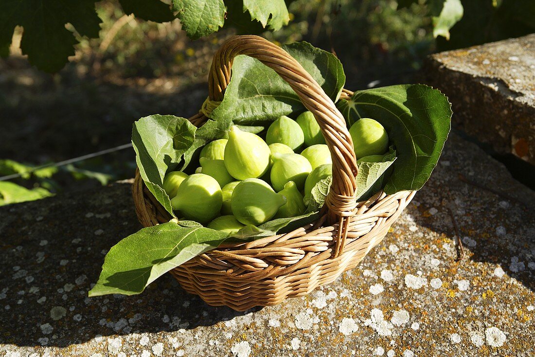 Green figs with leaves in a basket