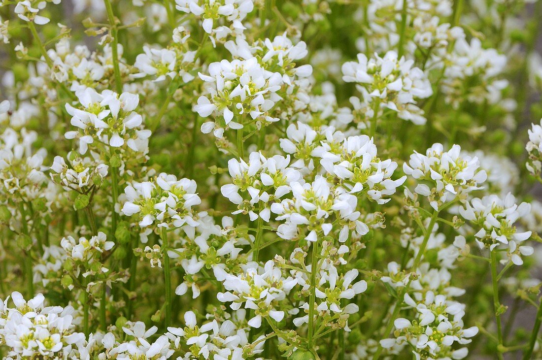 Blühendes Löffelkraut im Freien