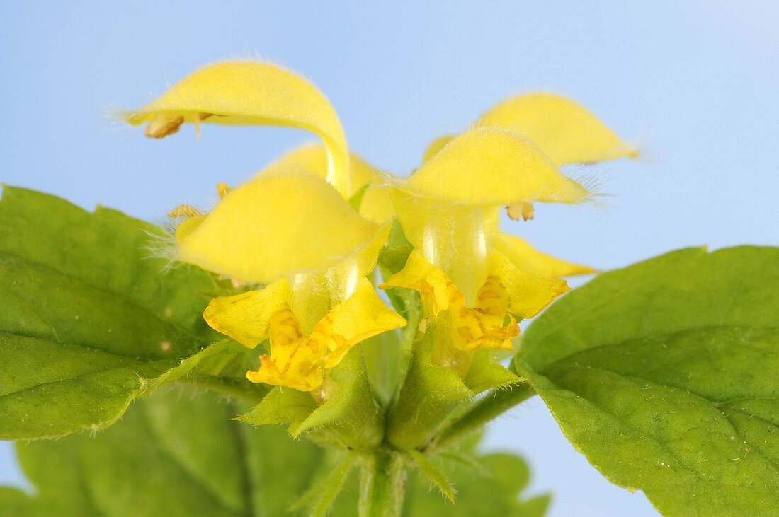 Yellow archangel with flower