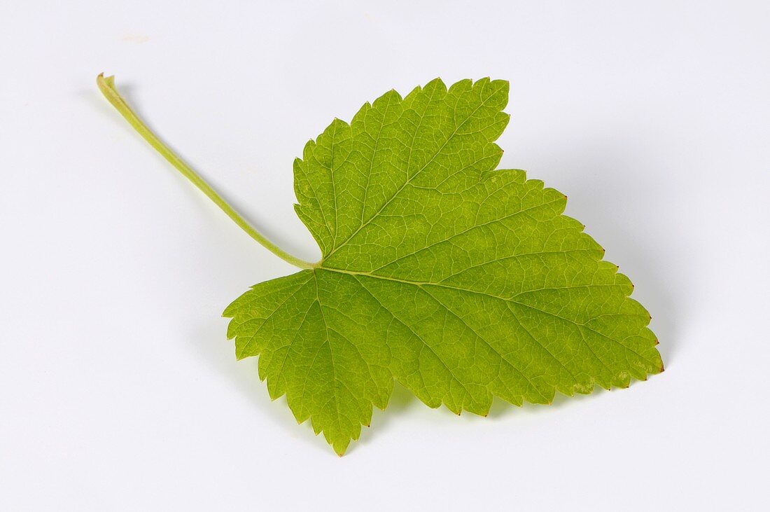Blackcurrant leaf