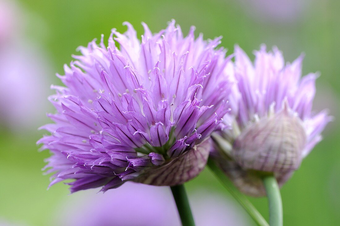 Chive flowers (close-up)