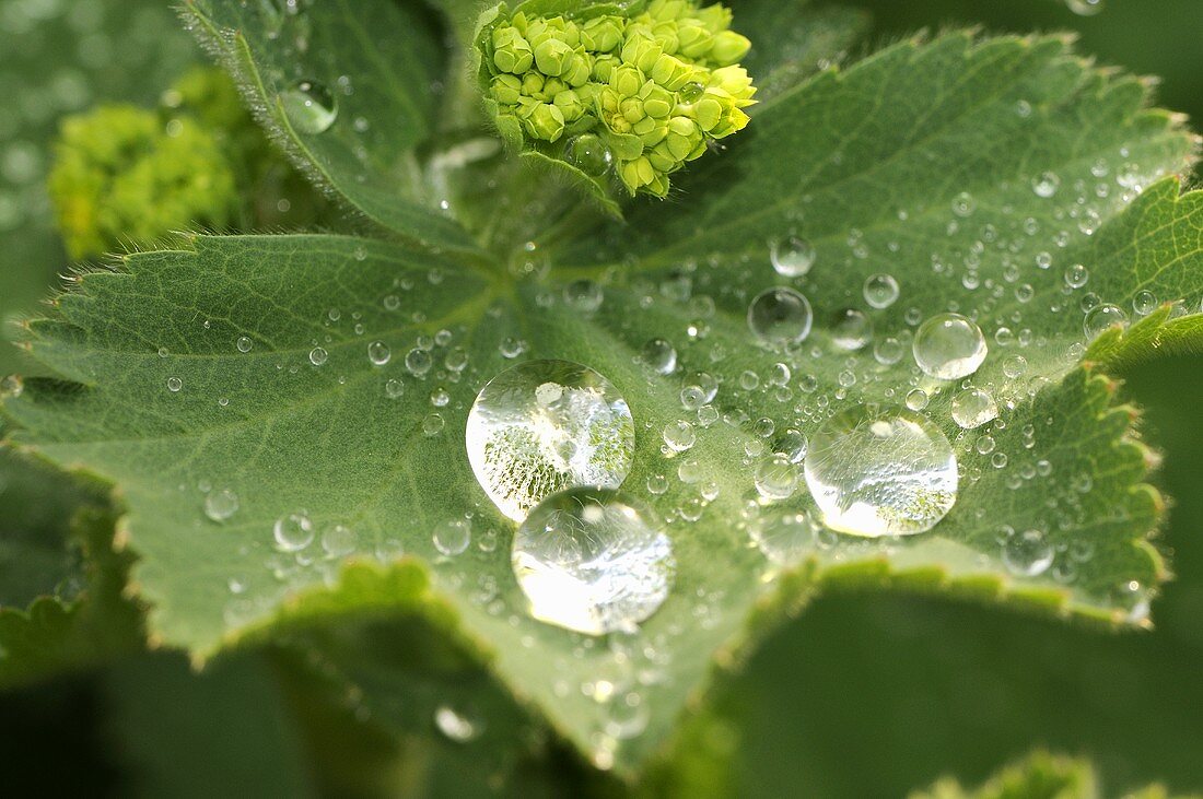Lady's mantle (leaf with drops of water, flower)