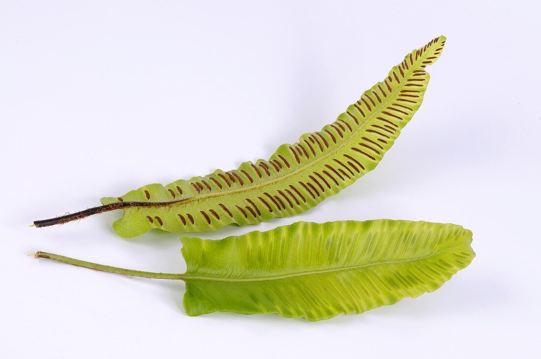 Two fronds of hart's tongue fern