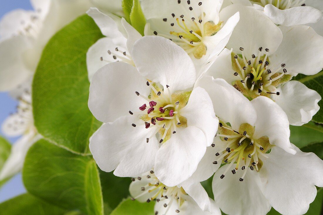 Pear blossom (close-up)