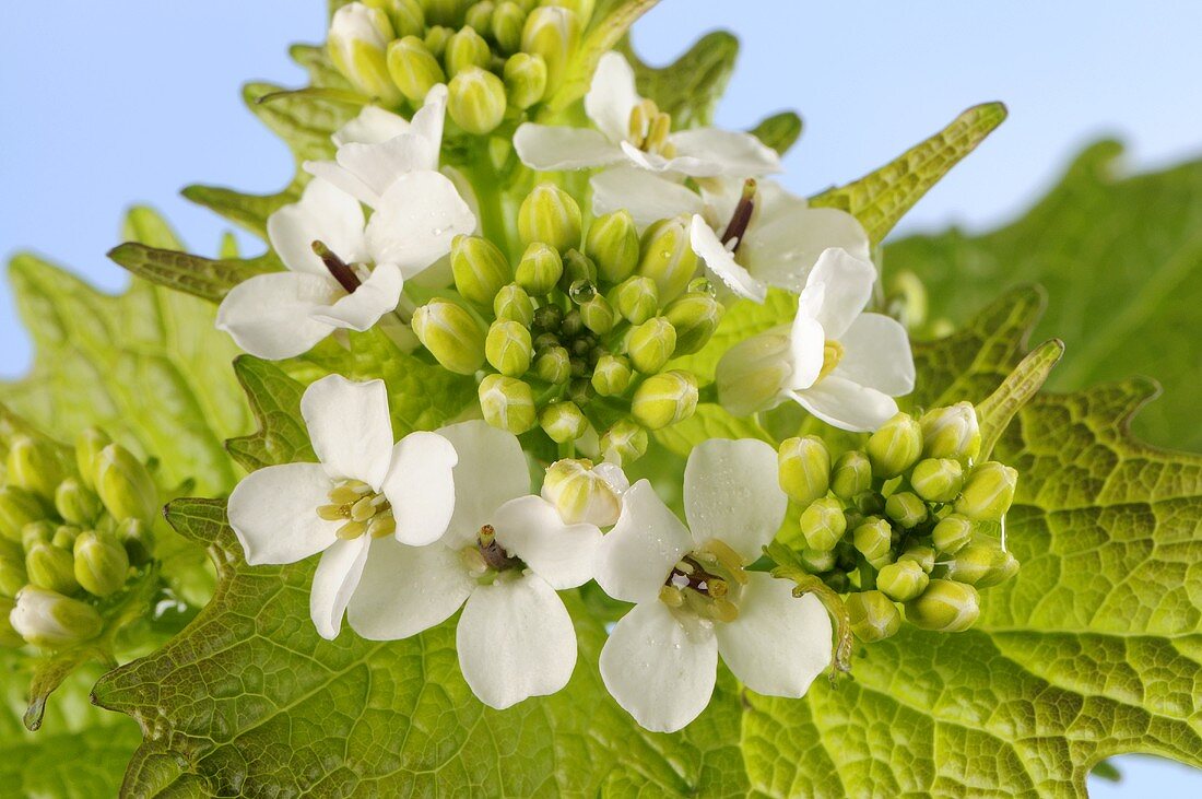 Garlic mustard with flowers