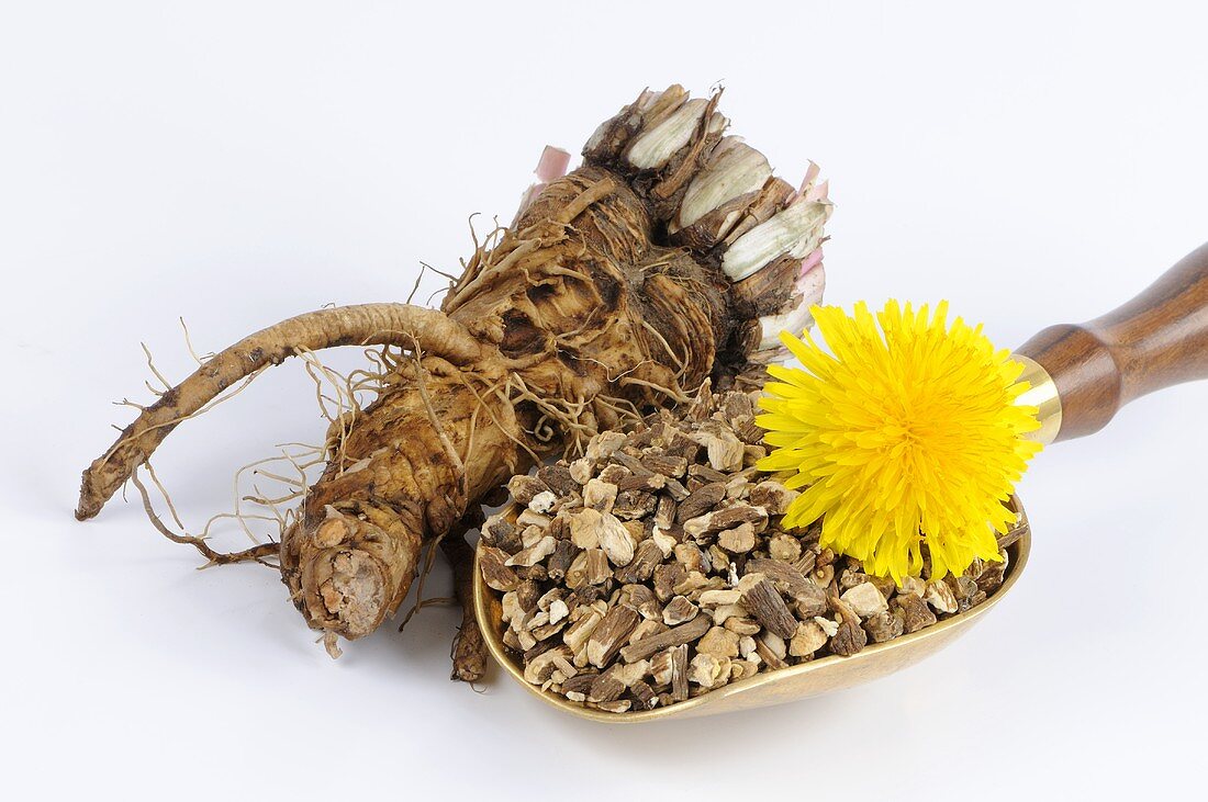 Dandelion root, fresh and dried with flower