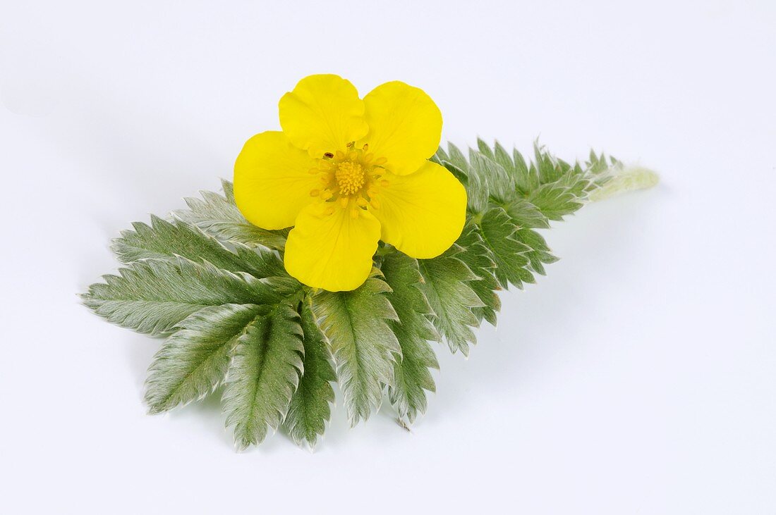 Gänsefingerkraut (Blatt und Blüte)