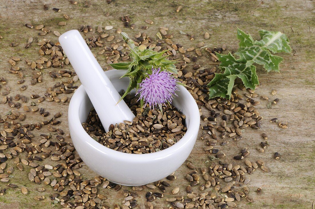 Milk thistle (fresh and dried) with mortar and pestle