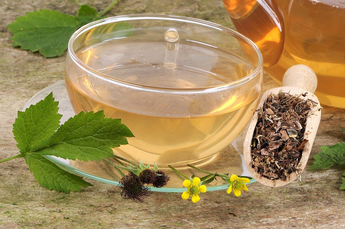 Herb bennet (fresh, dried and flowers) and cup of tea