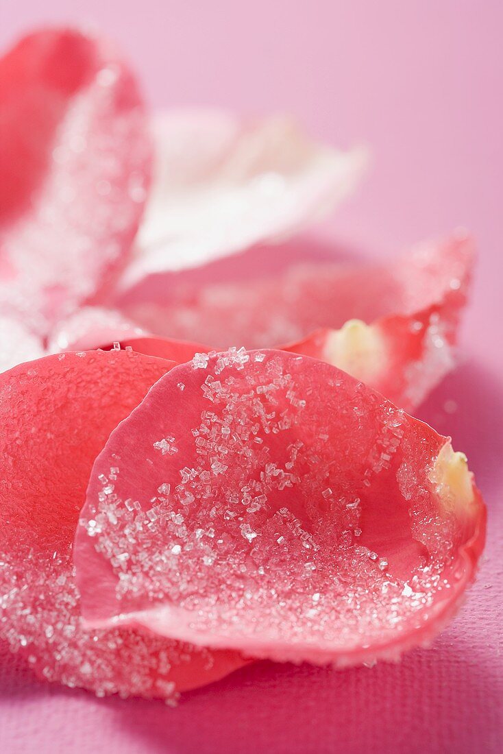 Sugared rose petals (close-up)