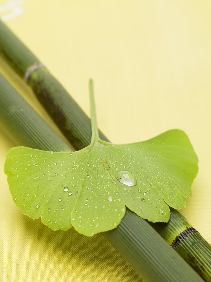Gingko leaf with drops of water on bamboo