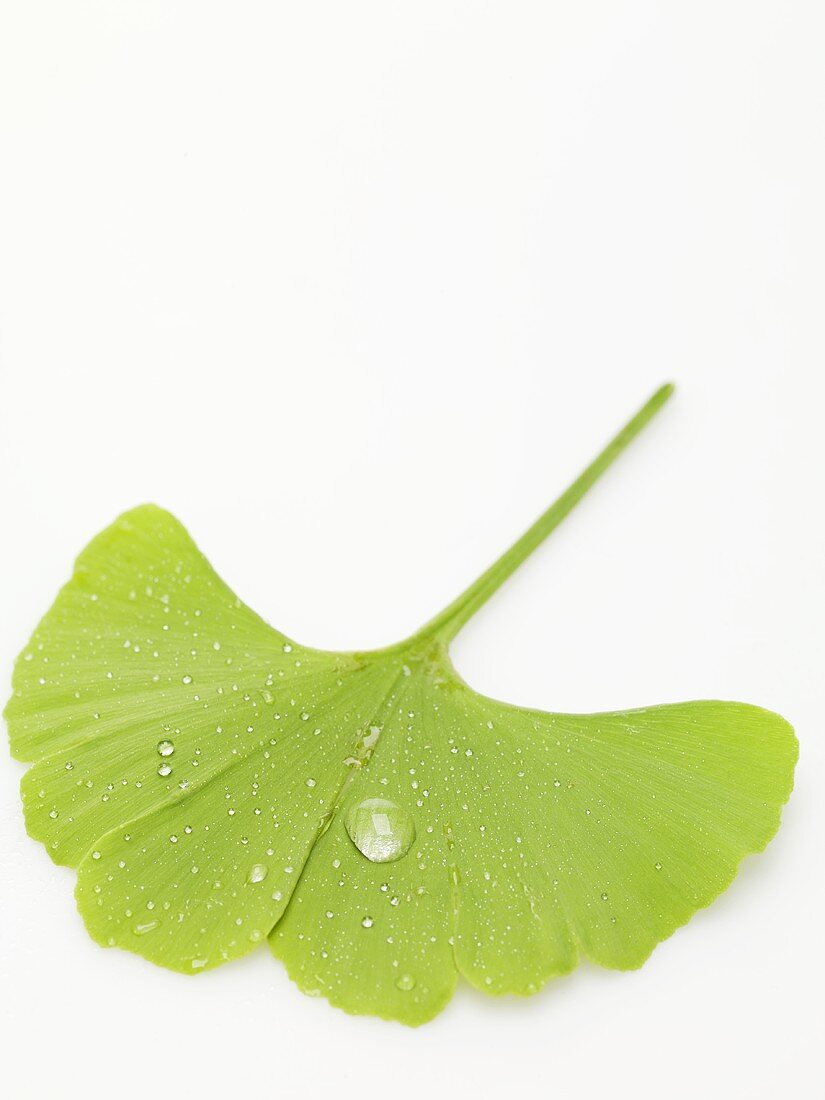 Gingko leaf with drops of water