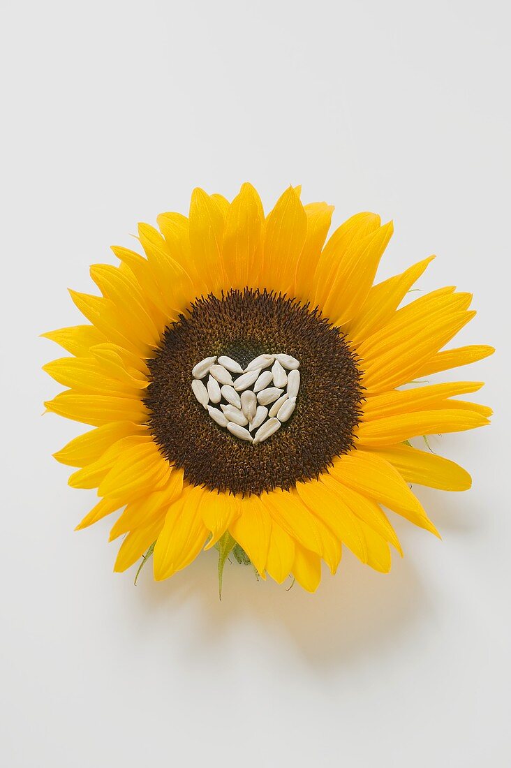 Sunflower with sunflower seed heart