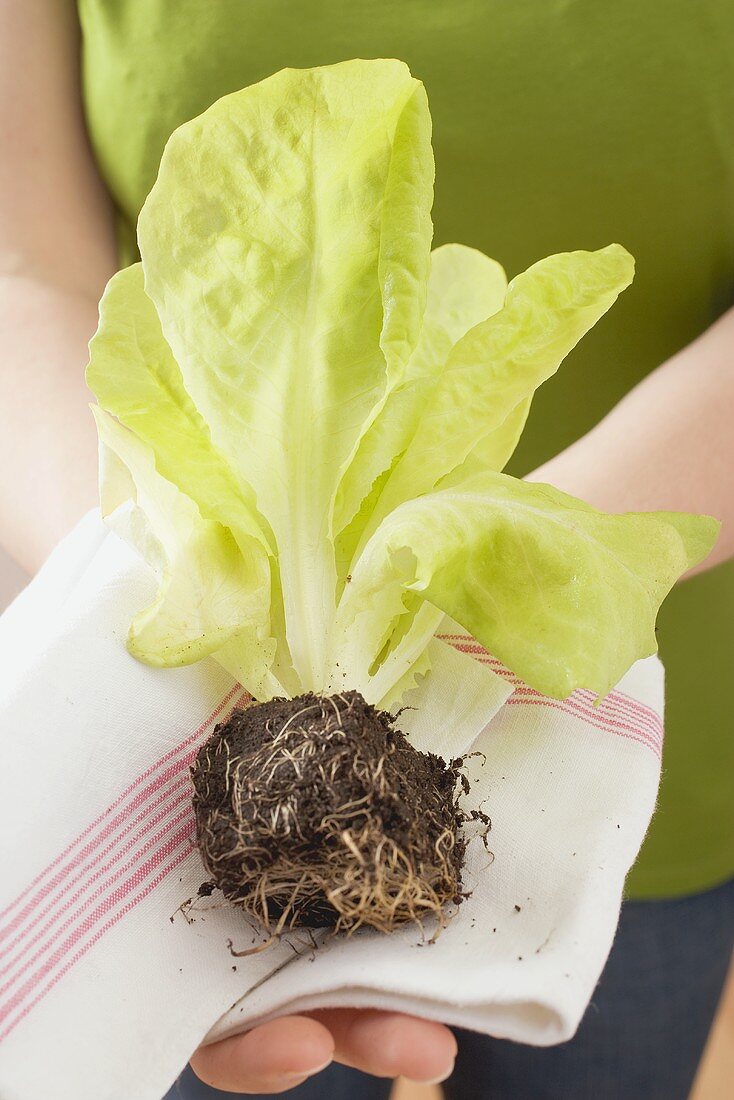 Frau hält Salatpflanze auf Geschirrtuch