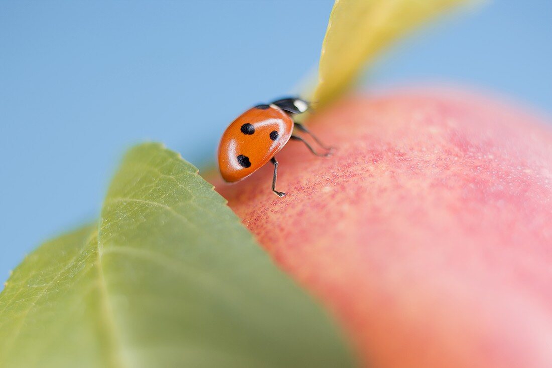 Ladybird on apple with leaves