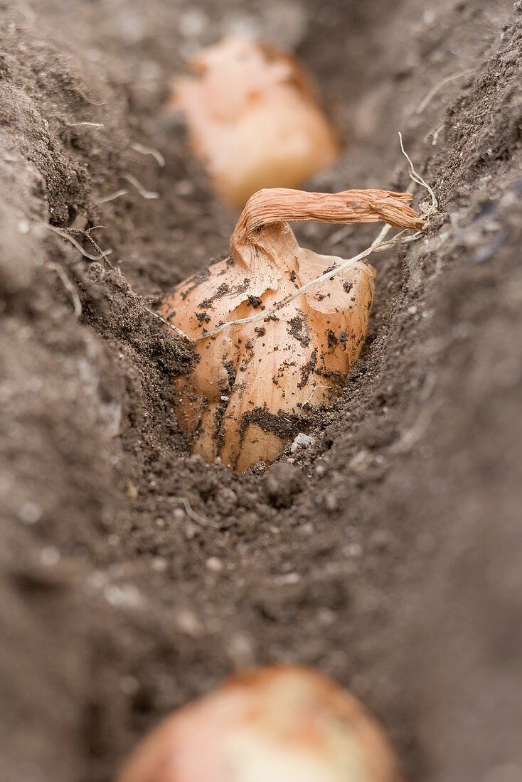 Shallots in soil (close-up)