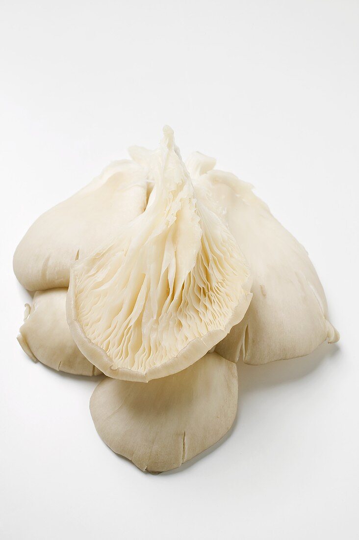 Fresh oyster mushrooms