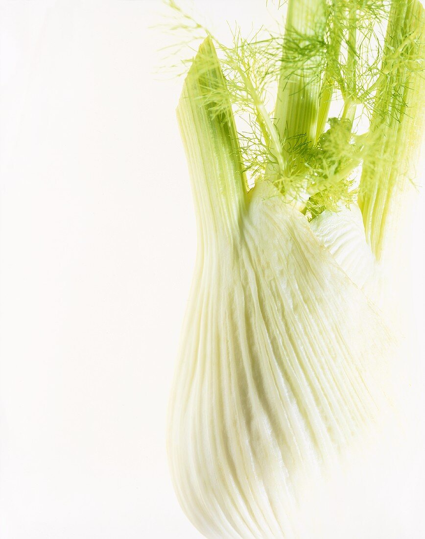 Fresh fennel