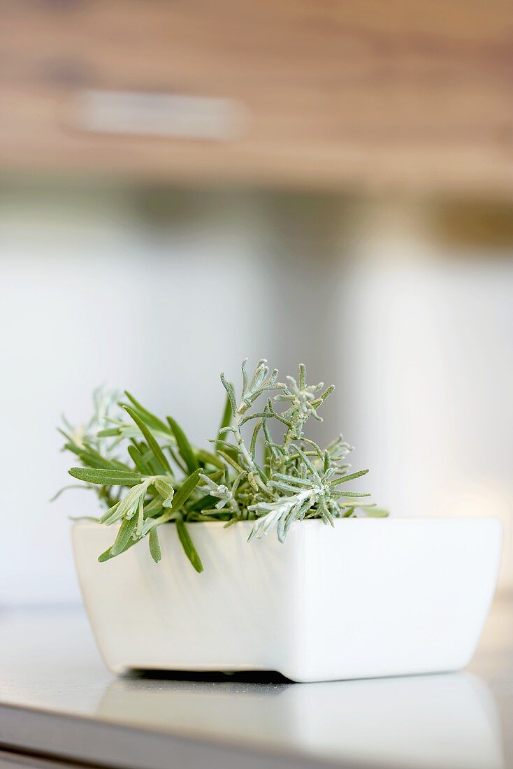 Rosemary in a small white dish