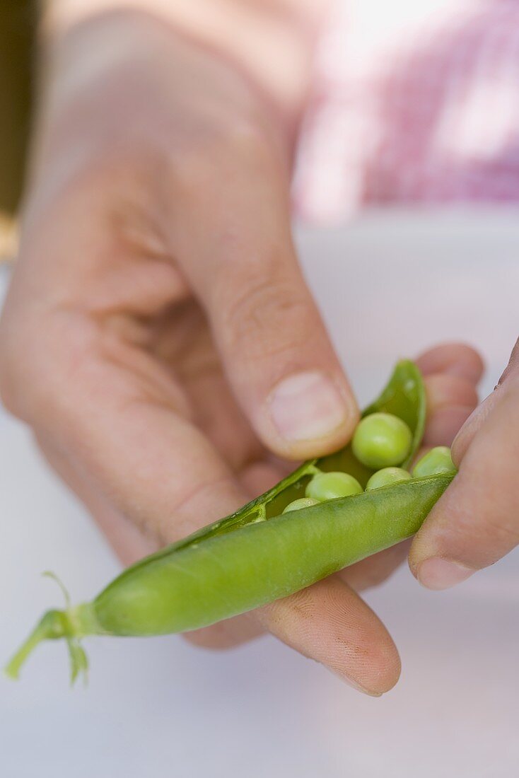 Hands opening a pea pod