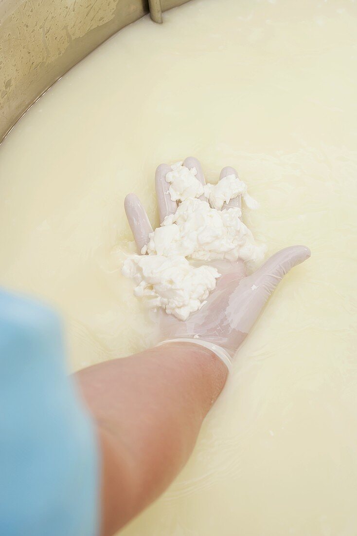 Käseherstellung (Hand holt Käsemasse aus Bottich)