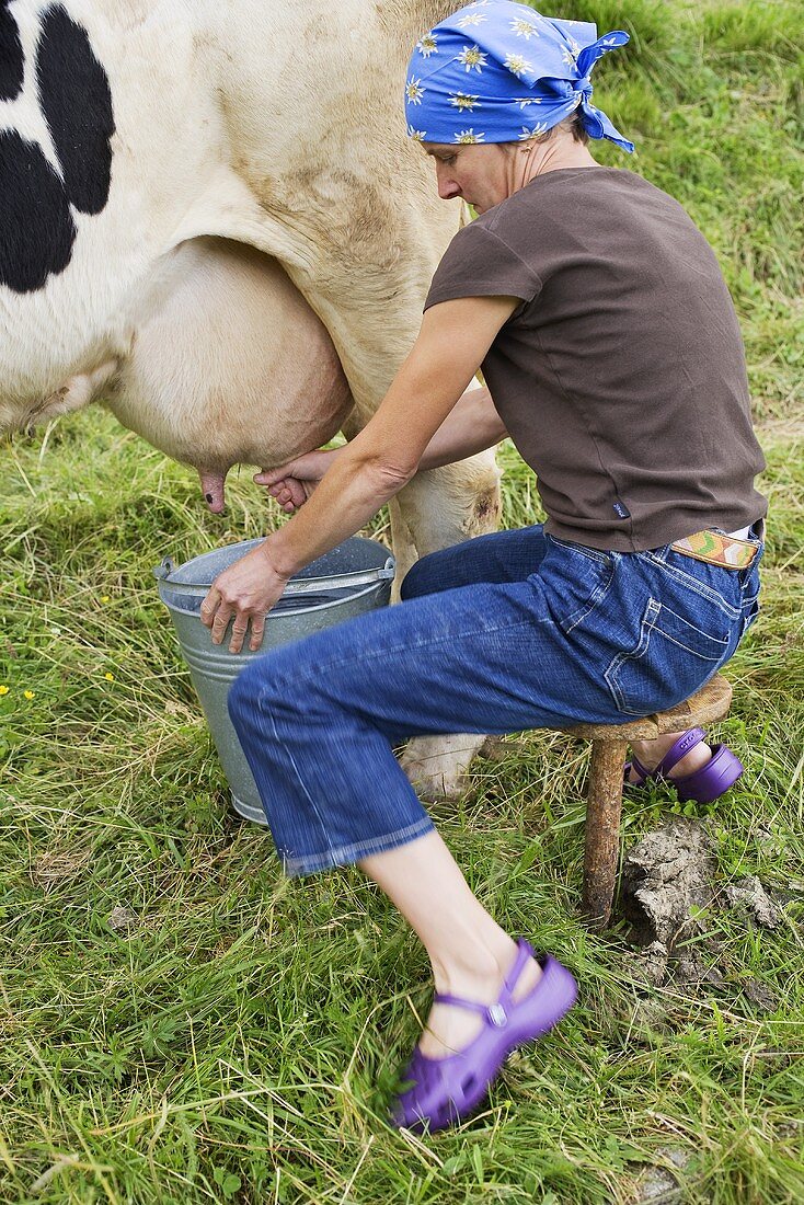 Woman milking a cow