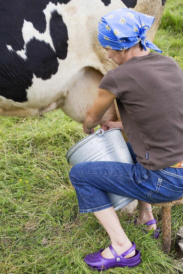 Frau melkt eine Kuh