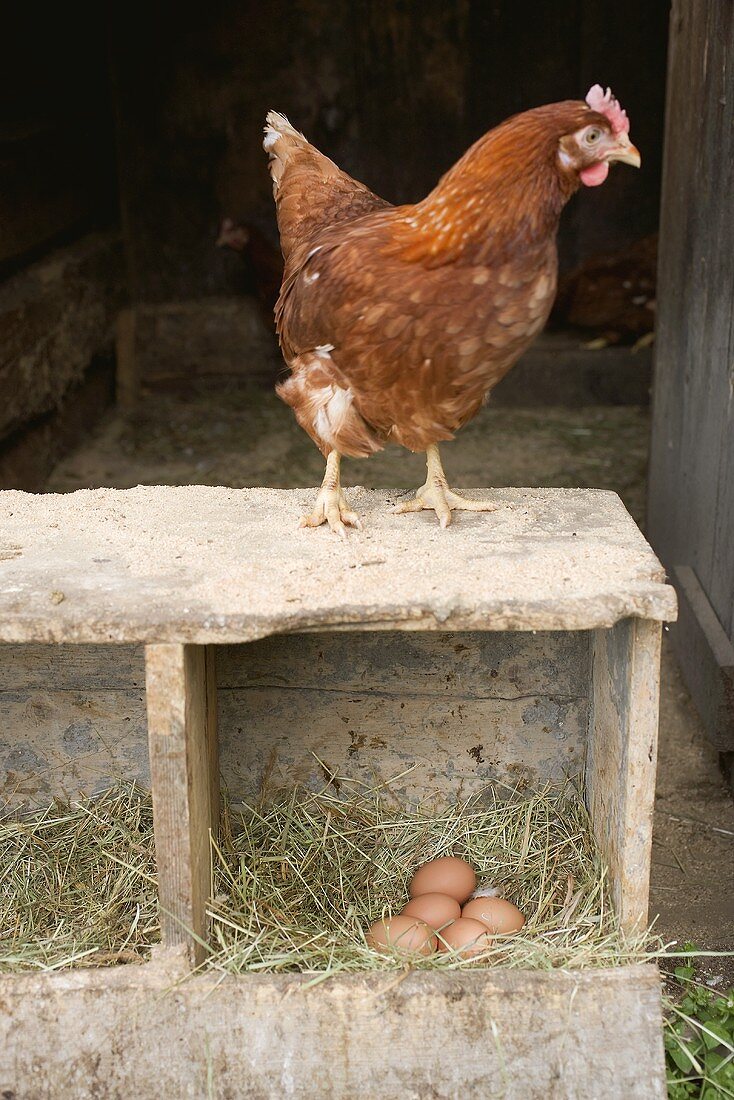 Hen and fresh eggs on a farm