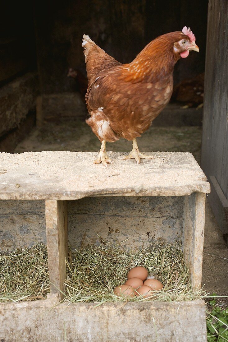 Huhn und frische Eier am Bauernhof