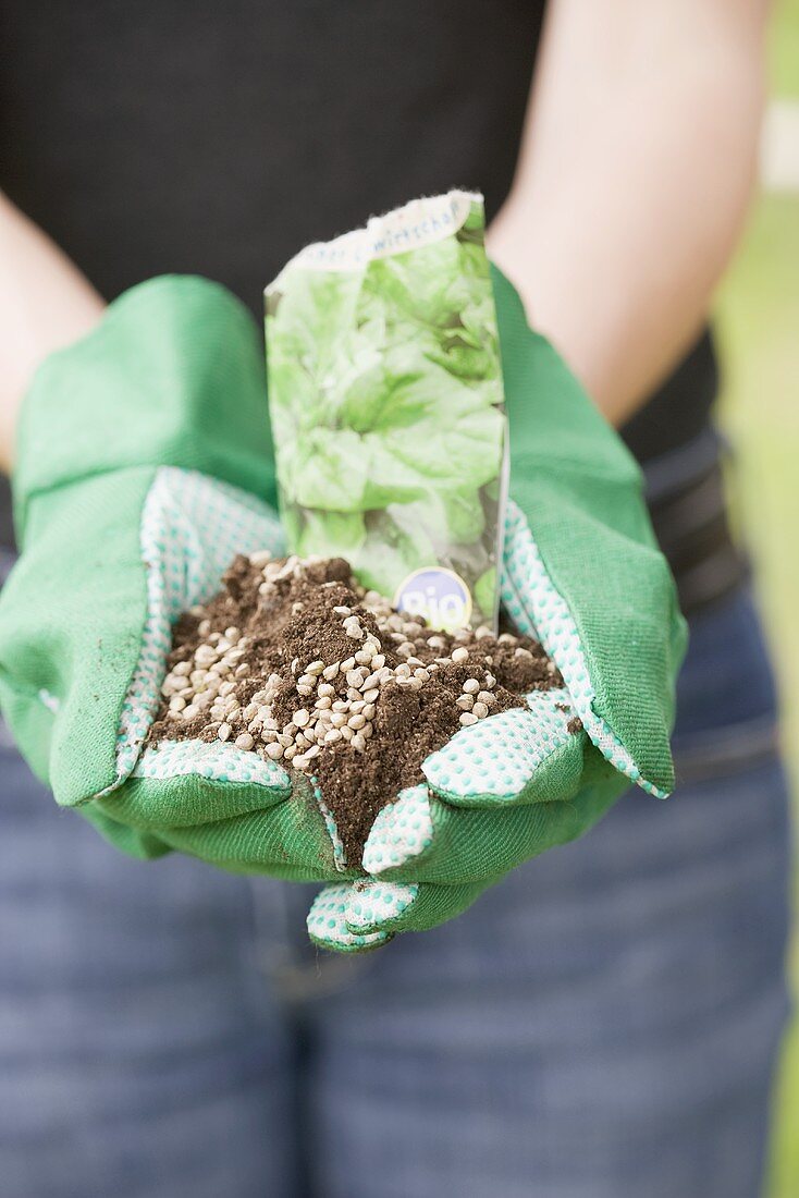 Hands holding spinach seeds in soil