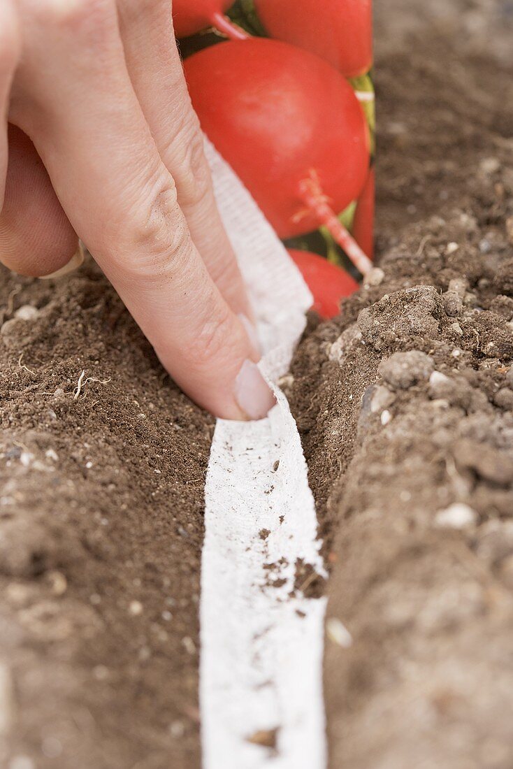 Sowing radish seed in seed tape