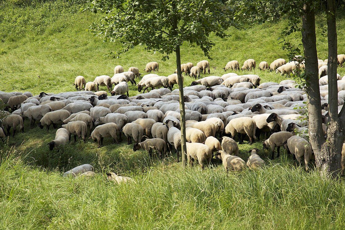 A herd of sheep in a field