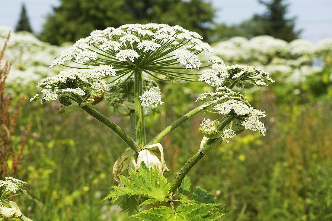 Schierlingblüten