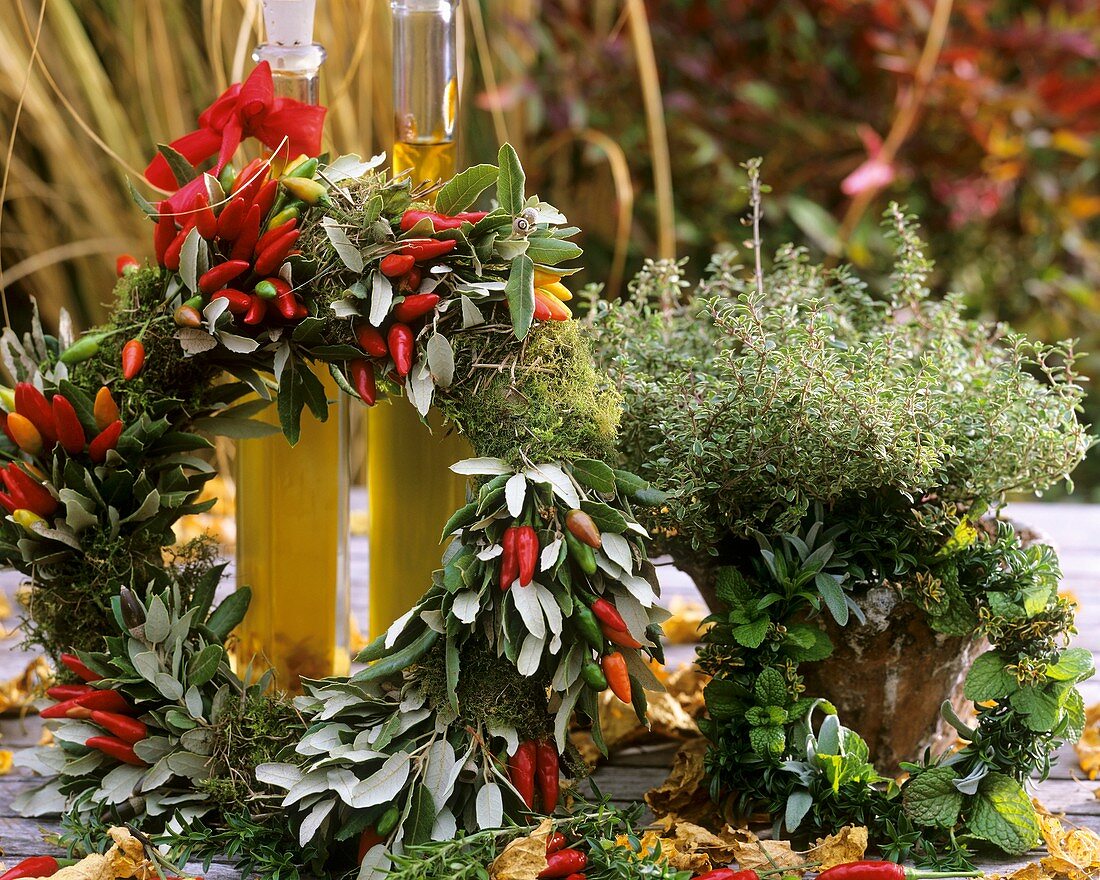 Wreath of moss, Holm oak (Quercus ilex), Capsicum frutescens