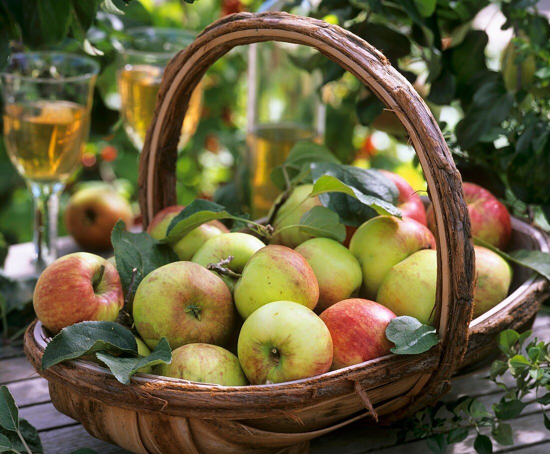 Fresh picked apples (variety ‘James Grieve’) in basket