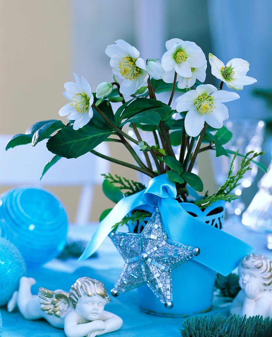 Christmas rose in blue flowerpot