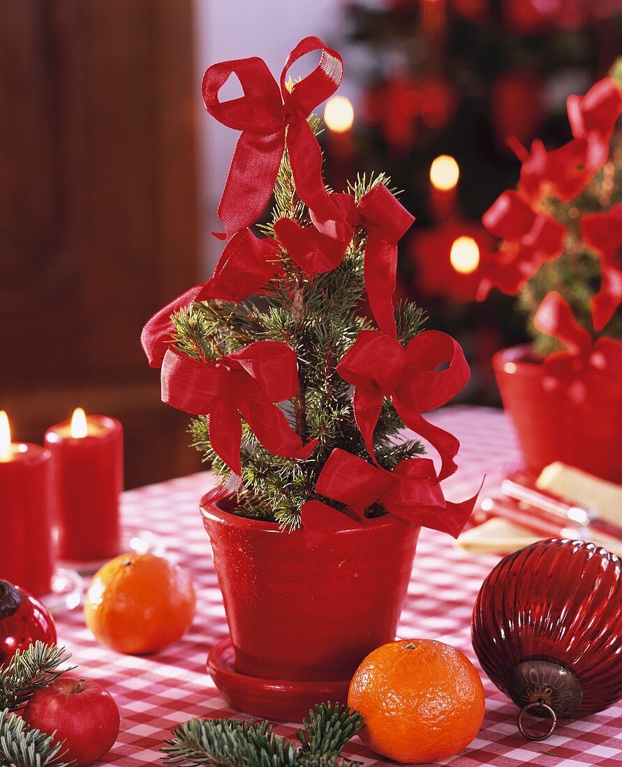 Dwarf Alberta spruce with red bows in pot