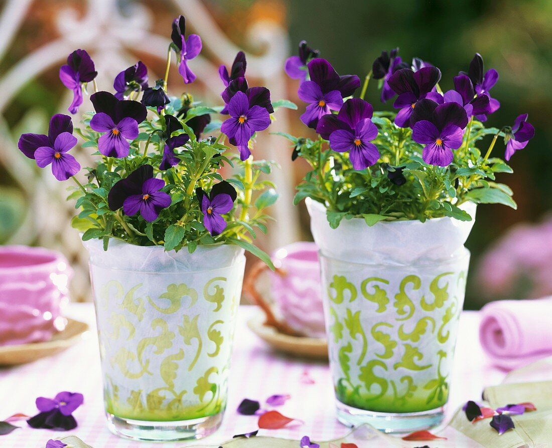 Horned violets in two glasses