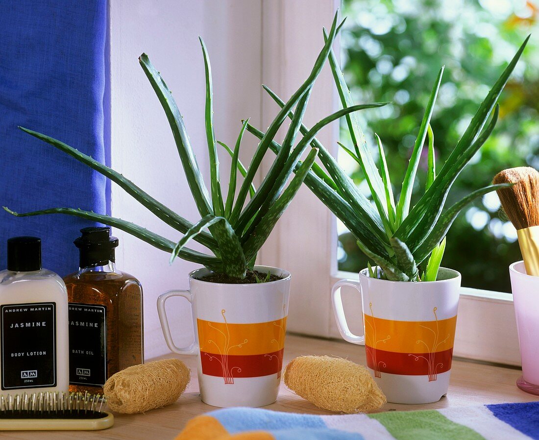 Aloe vera in coffee mugs on windowsill