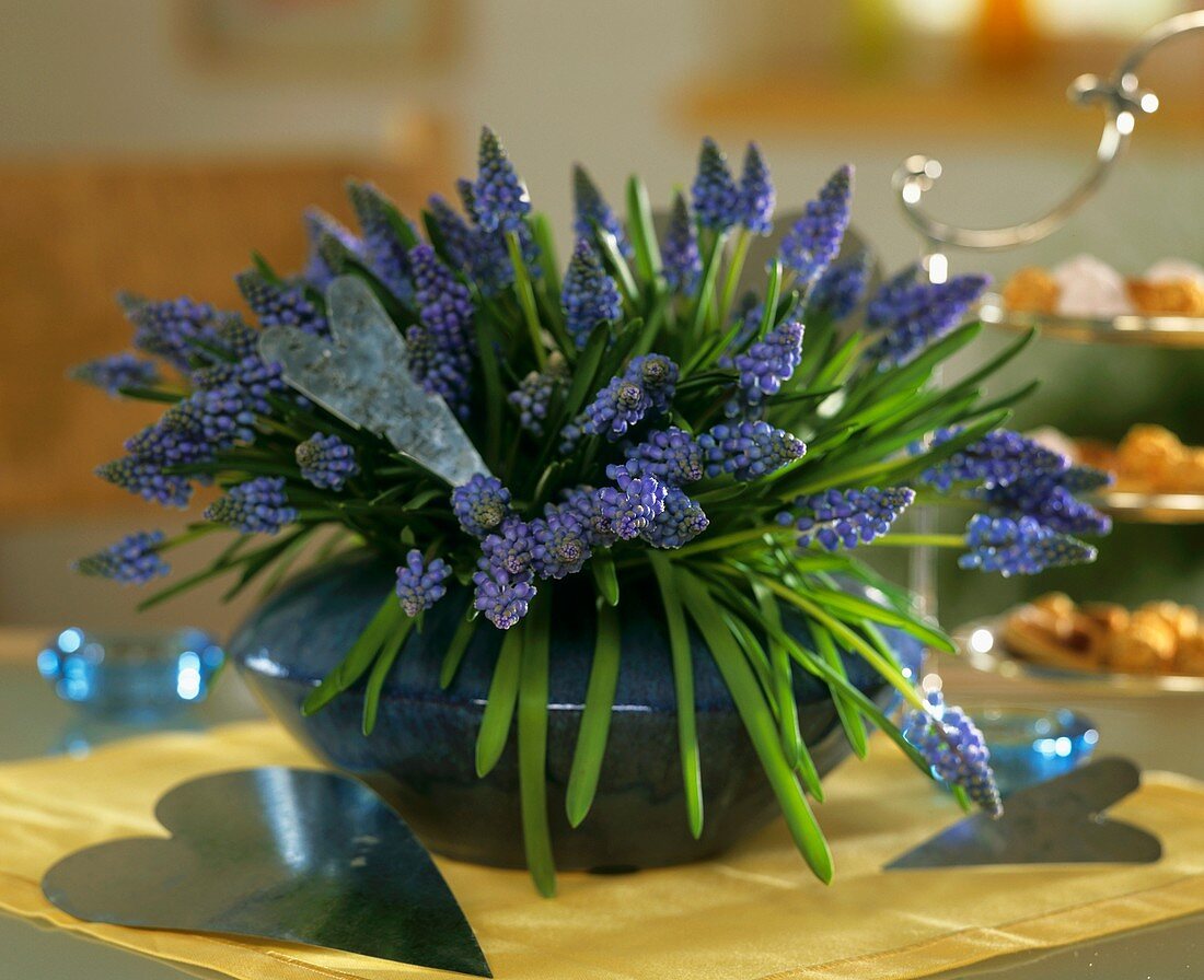 Grape hyacinths